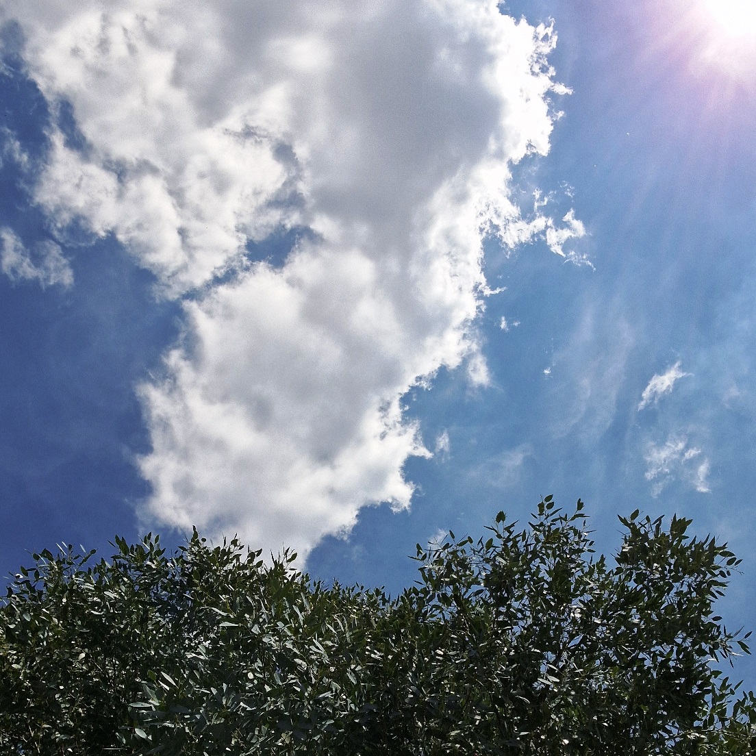 Cloud blue sky tree meditation with Cheryl Colpman