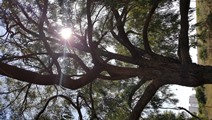 Tree with sun shining through branches getting connected to nature